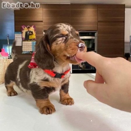 Dachshunds For Sale Or Adoption