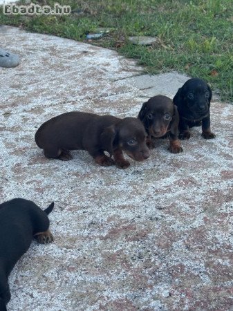Dachshunds For Sale Or Adoption