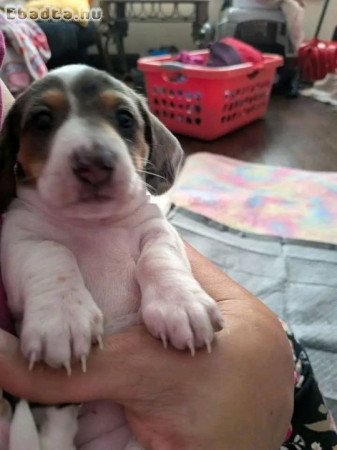 Dachshunds For Sale Or Adoption