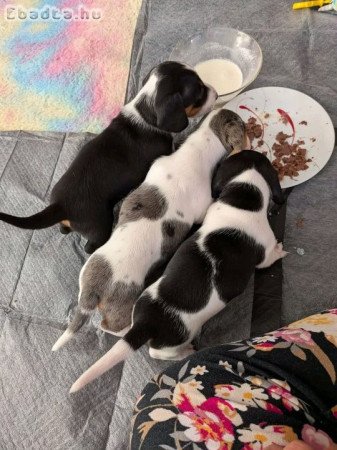 Dachshund Puppies For Adoption Or Rehoming