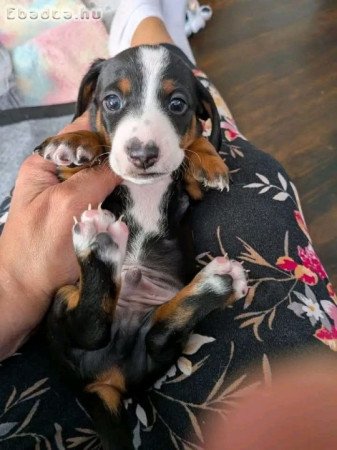 Dachshund Puppies For Adoption Or Rehoming