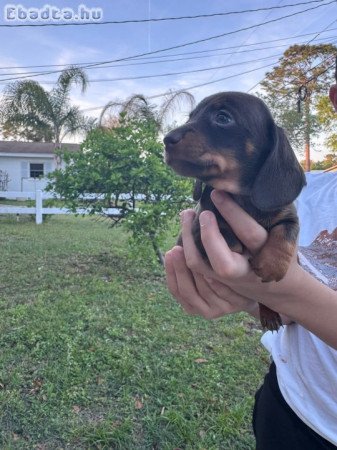 Dachshund Puppies For Adoption Or Rehoming