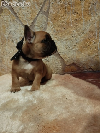 Francia bulldog kiskutya