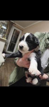 Border Collie