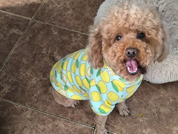 Törpe uszkár