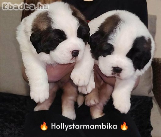 Eladó Bernáthegyi kiskutyák