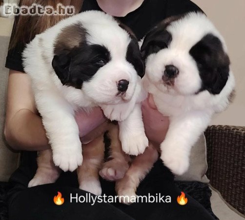 Eladó Bernáthegyi kiskutyák