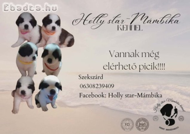 Szent Bernáthegyi kiskutyák