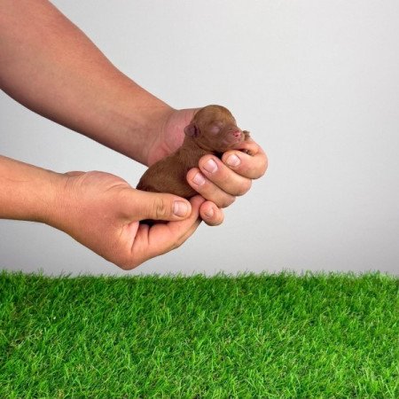 Törpe uszkár
