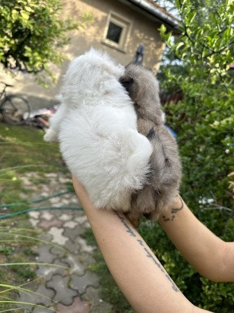 Pekingi palotapincsi jellegő kutyusok gazdit keresnek