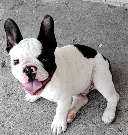 Francia bulldog