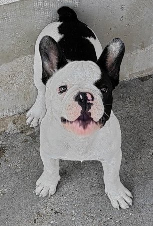 Francia bulldog