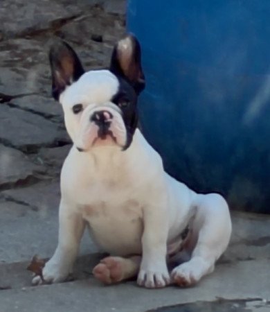 Francia bulldog