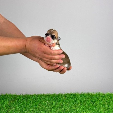 Pembroke Welsh Corgi