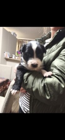 Border Collie