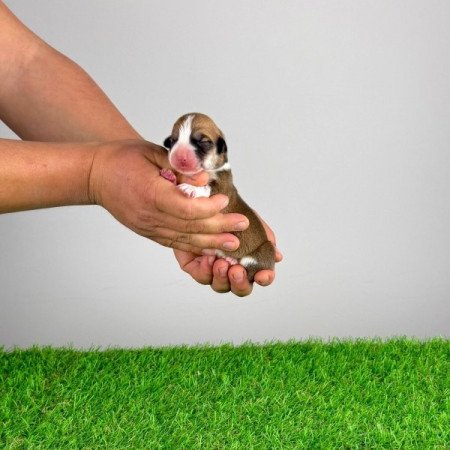 Pembroke Welsh Corgi