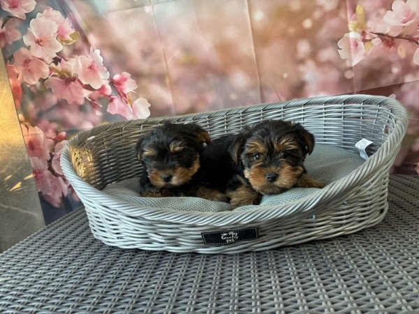 Yorkshire terrier