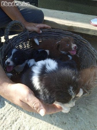 border collie kiskutyák eladók