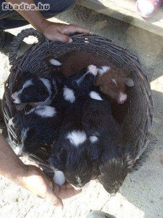 border collie kiskutyák eladók