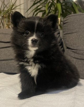 Pomerániai Törpe Spitz