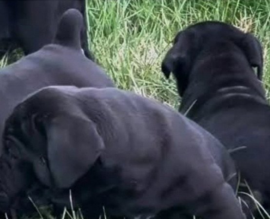 Staffordshire terrier