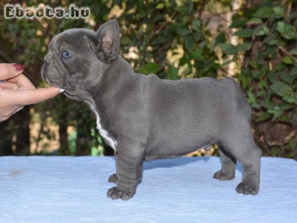 2 francia bulldog kölyök