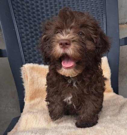 Bichon havanese