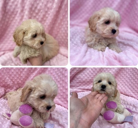 Maltipoo