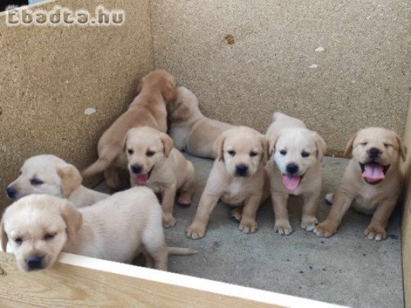 Labrador retriever  kiskutyák