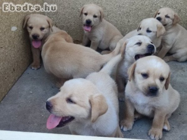 Labrador retriever  kiskutyák