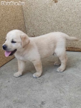 Labrador retriever  kiskutyák