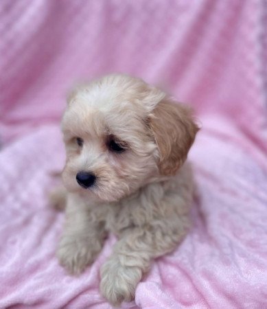 Maltipoo