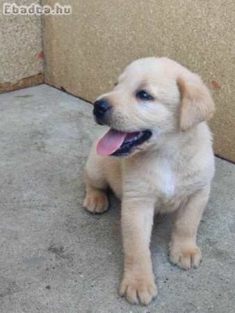 Labrador retriever  kiskutyák