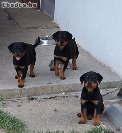 Rottweiler kiskutyák