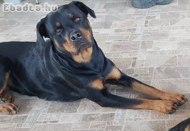 Rottweiler kiskutyák