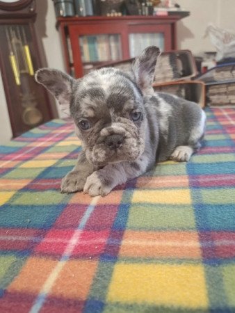 francia bulldog