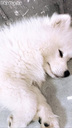 Samoyed nőstény kiskutya keresi szerető gazdáját