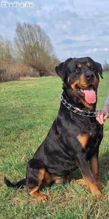 Rottweiler kiskutyák