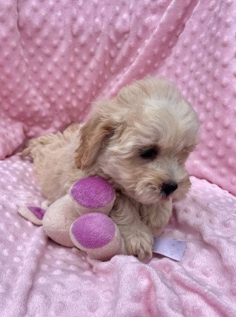 Maltipoo
