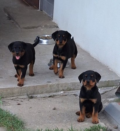 Rottweiler