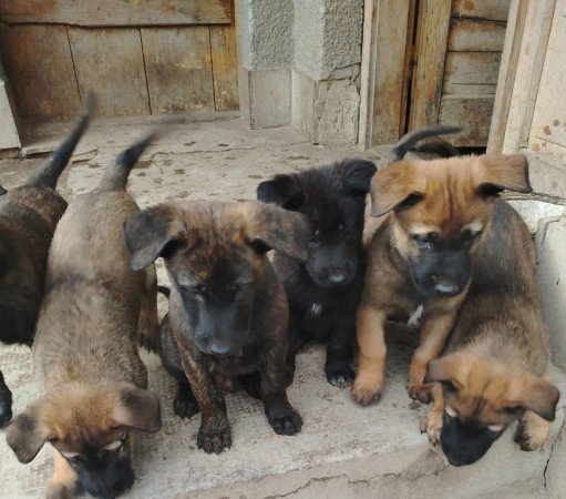 Malinois holland juhász kiskutyák