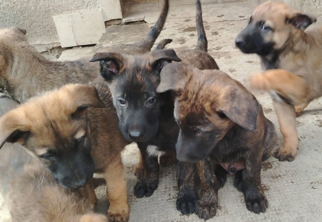 Malinois holland juhász kiskutyák