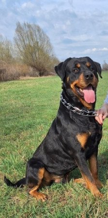 Rottweiler