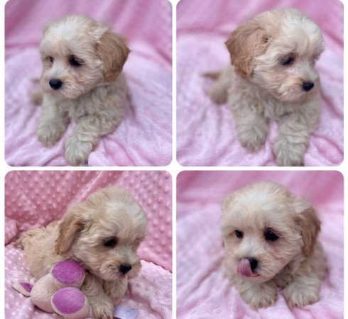 Maltipoo