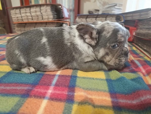 francia bulldog
