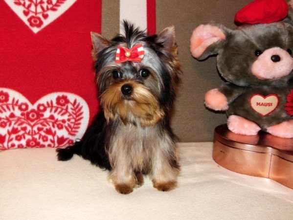 Yorkshire Terrier, Yorki