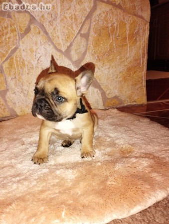 Francia bulldog kiskutya