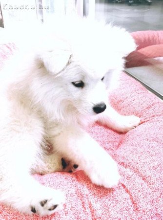 Samoyed nőstény kiskutya keresi szerető gazdáját