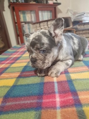 francia bulldog