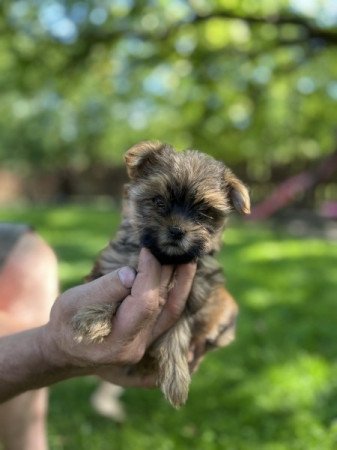 Yorki yorkshire terrier